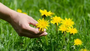 Arnica
