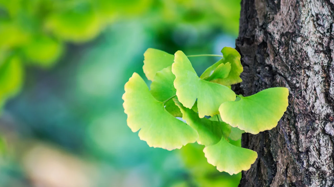 Ginkgo biloba