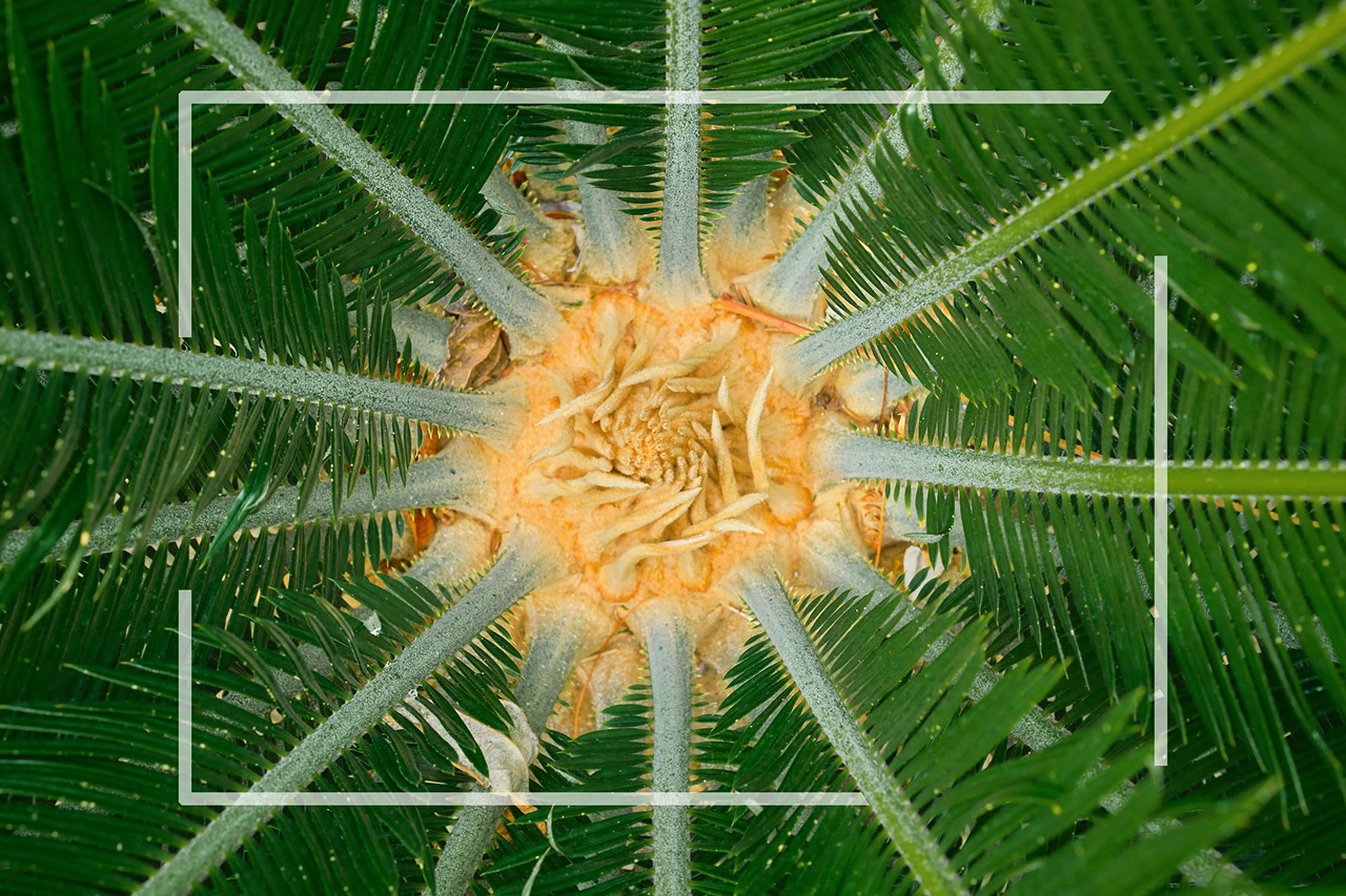 Frasco de suplemento com Saw palmetto na farmácia europeia