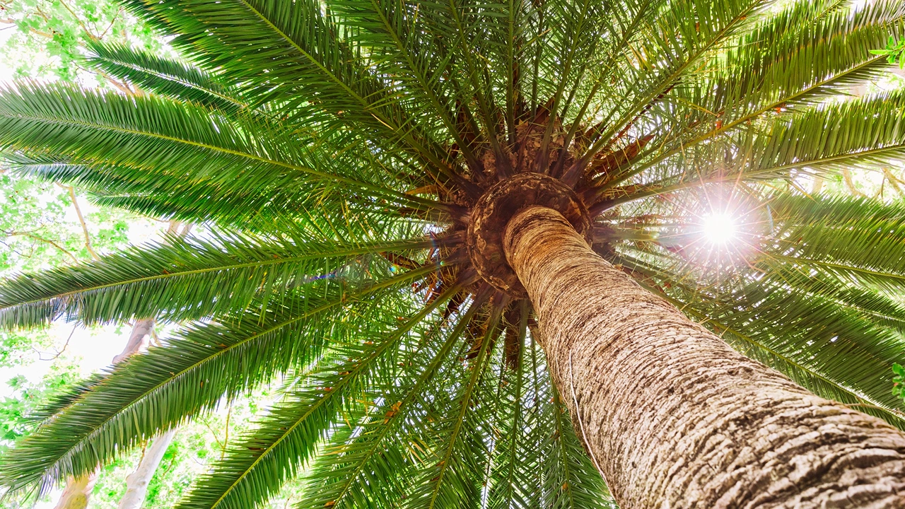 Perspectiva de baixo para cima de uma palmeira Saw palmetto sob luz solar, representando sua origem natural nos EUA