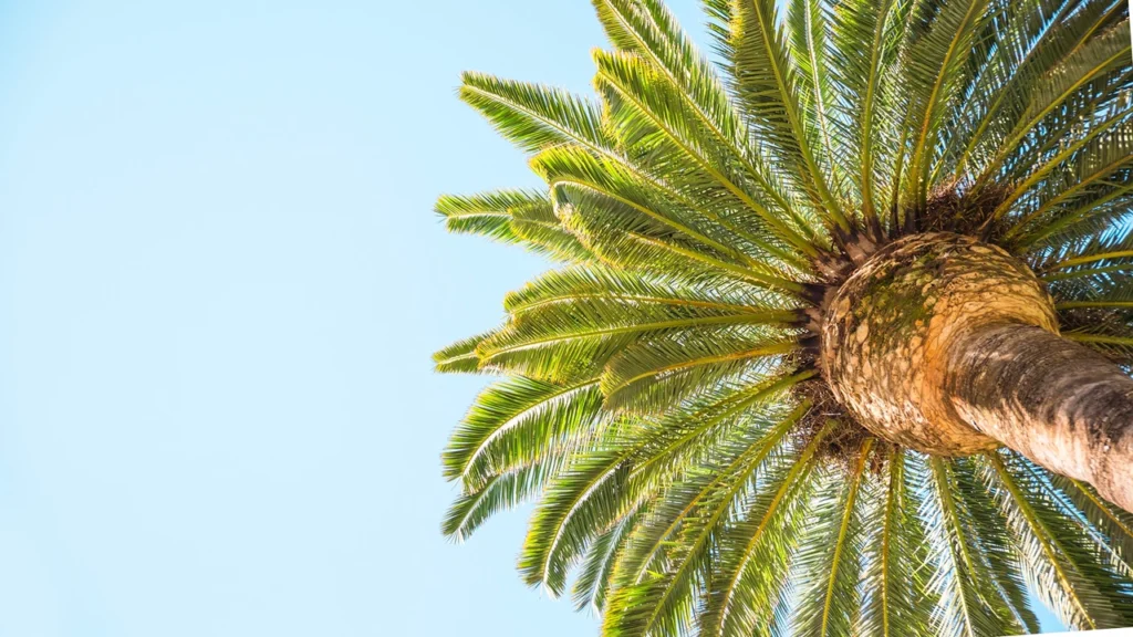 Folhagem da planta saw palmetto (Serenoa repens) vista de baixo, ilustrando seu uso tradicional como fitoterápico natural para próstata e saúde capilar