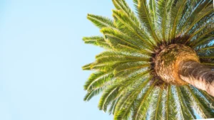 Folhagem da planta saw palmetto (Serenoa repens) vista de baixo, ilustrando seu uso tradicional como fitoterápico natural para próstata e saúde capilar