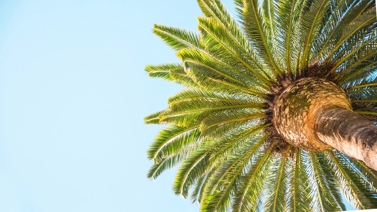 Folhagem da planta saw palmetto (Serenoa repens) vista de baixo, ilustrando seu uso tradicional como fitoterápico natural para próstata e saúde capilar