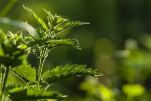 Close-up das folhas verdes de Ortiga (Urtiga) ao sol, planta medicinal usada em tratamentos naturais e tópicos para pele e saúde.