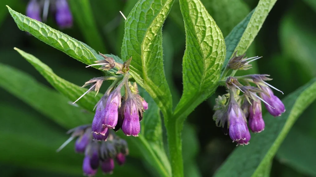Planta confrei com flores roxas, fonte natural de alantoína utilizada em cosméticos e tratamentos de pele
