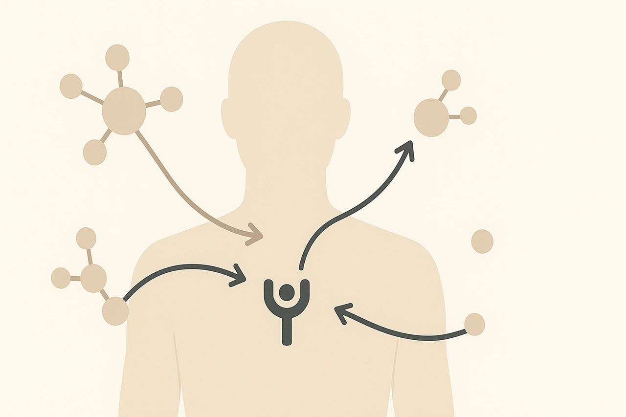 Ilustração didática de disruptores endócrinos interferindo na sinalização hormonal