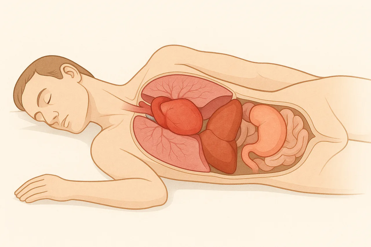Ilustração educativa de corpo humano deitado do lado esquerdo com foco nos órgãos internos essenciais